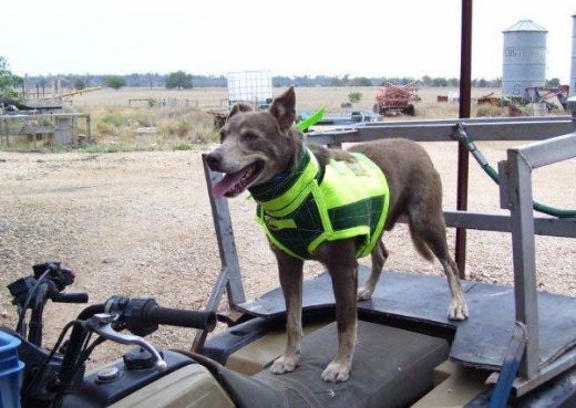 Picture for category BREASTPLATES