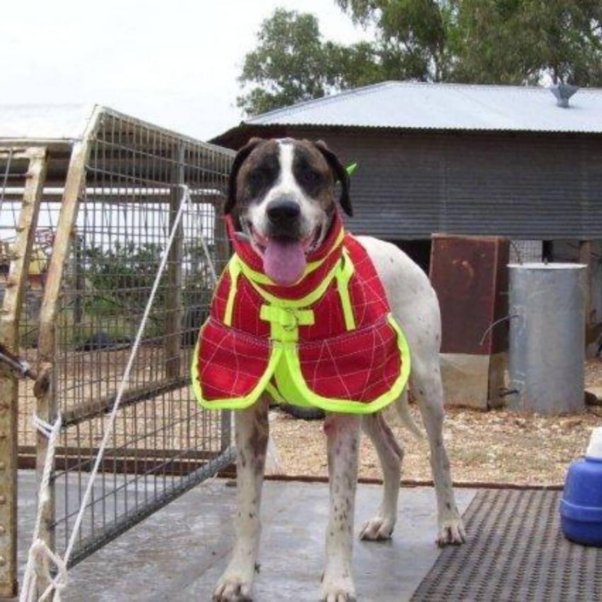 Picture of BREASTPL* FULL BODY COLLAR WITH SHOULDER FLAPS, SMALL 30- 38kg,  DUNCANS