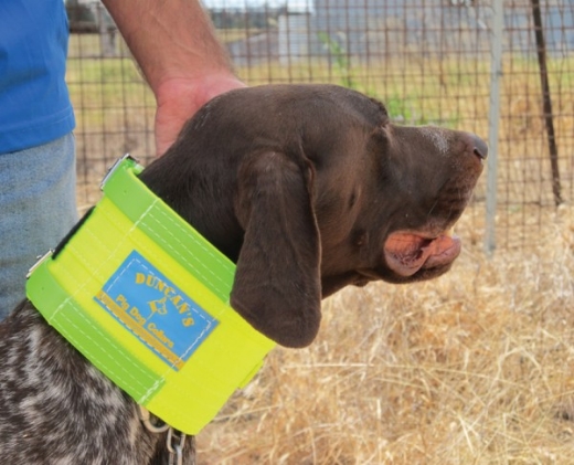 Picture for category COLLARS