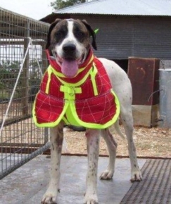 Picture for category DOG GEAR