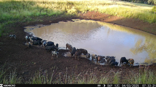 Picture of HIKMICRO M15 10MP 1080P WITH IR 940nm 4G TRAIL CAMERA + 32GB CLASS 10 SD CARD + SP5000 SOLAR PANEL BUNDLE