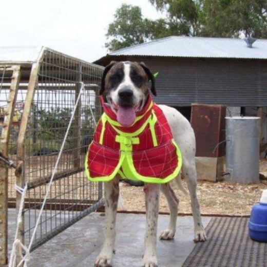 Picture of BREASTPL* FULL BODY COLLAR WITH SHOULDER FLAPS, SMALL 30- 38kg,  DUNCANS
